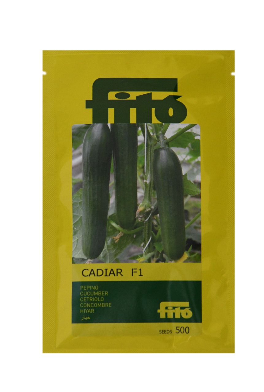 CUCUMBER